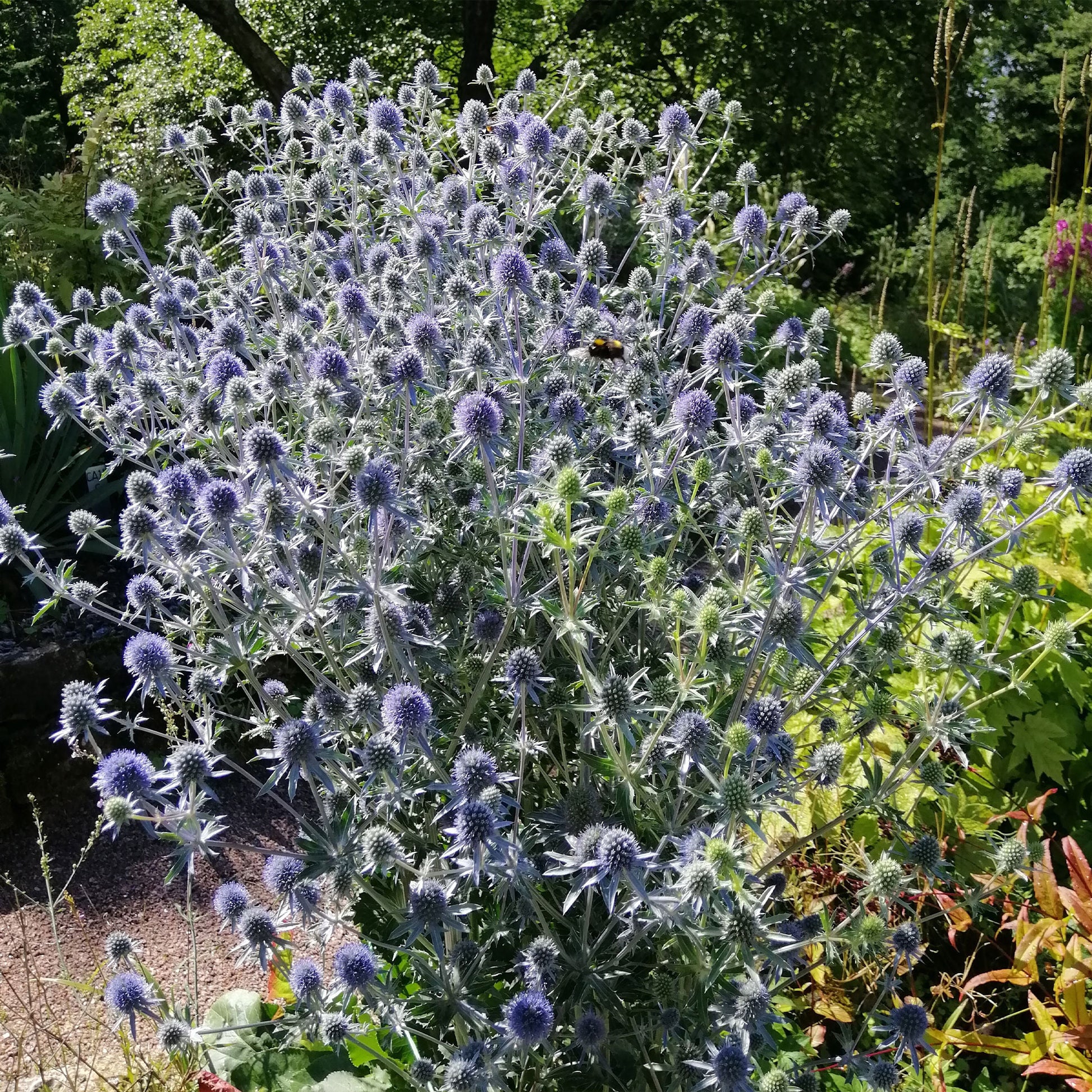 Chardon bleu - Panicaut - Bakker