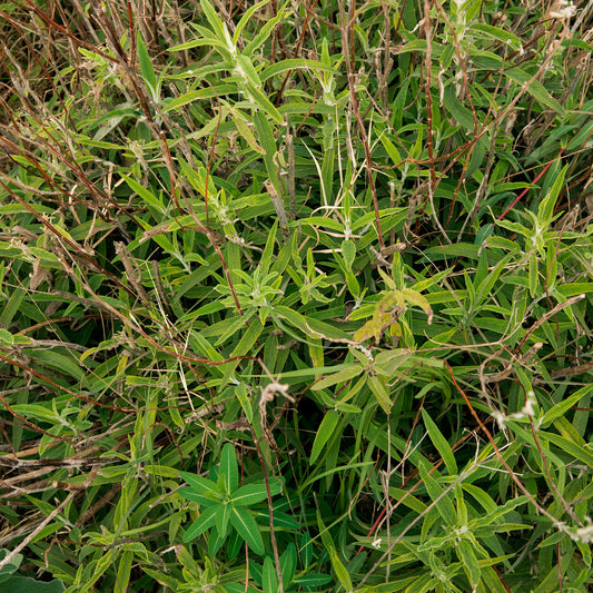 Euphorbe de Sicile - Bakker