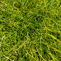 Fétuque - Fétuque crin d'ours - Festuca gautieri (scoparia)