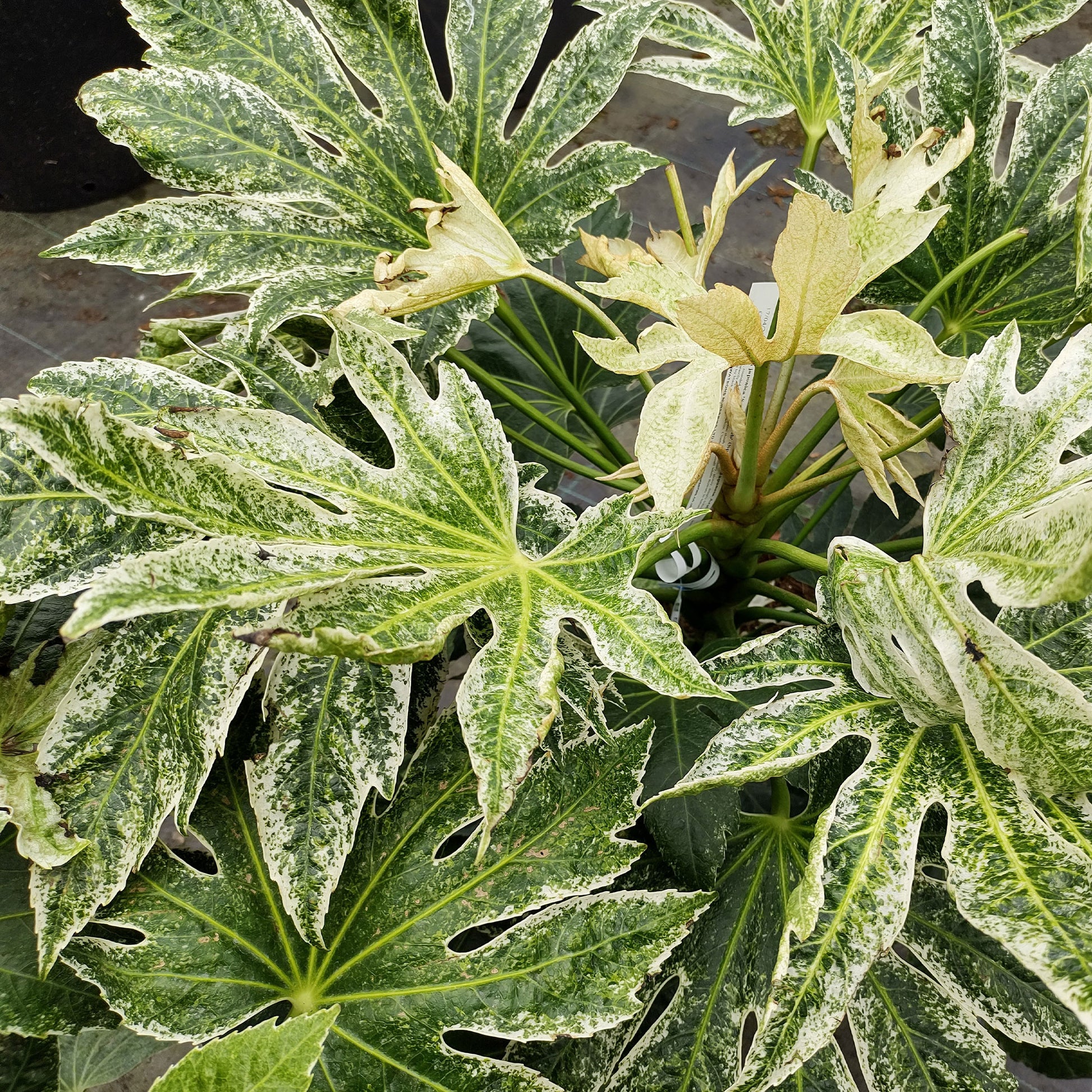 Aralia du Japon Spiders Web - Fatsia japonica Spider Web - Bakker