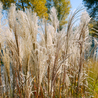 Eulalie Malepartus - Miscanthus sinensis malepartus - Bakker