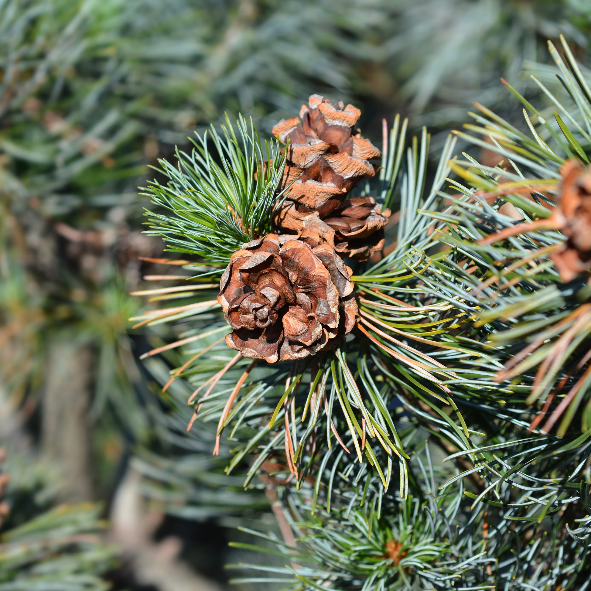 Pinus parviflora Negishi - Pin blanc du Japon Negishi - Pin
