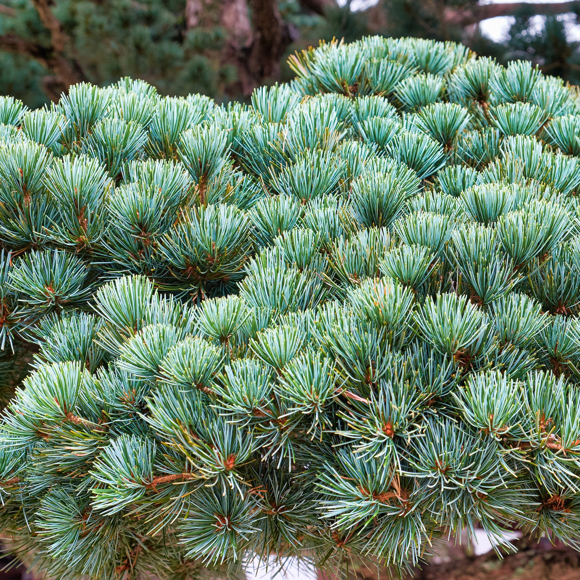 Pin blanc du Japon Negishi - Pinus parviflora Negishi - Bakker