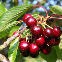 Cerisier Bigareau Van - Bakker