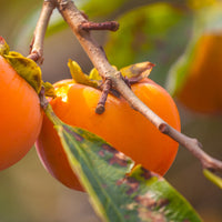 Kaki Rojo Brillante - Kaki diospyros rojo brillante - Bakker