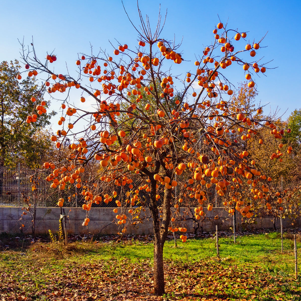 Kaki - Kaki Rojo Brillante - Kaki diospyros rojo brillante