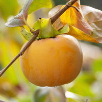 Kaki Tipo - Kaki diospyros tipo - Bakker