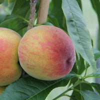 Prunus persica suncrest - Pêcher Suncrest - Pêchers