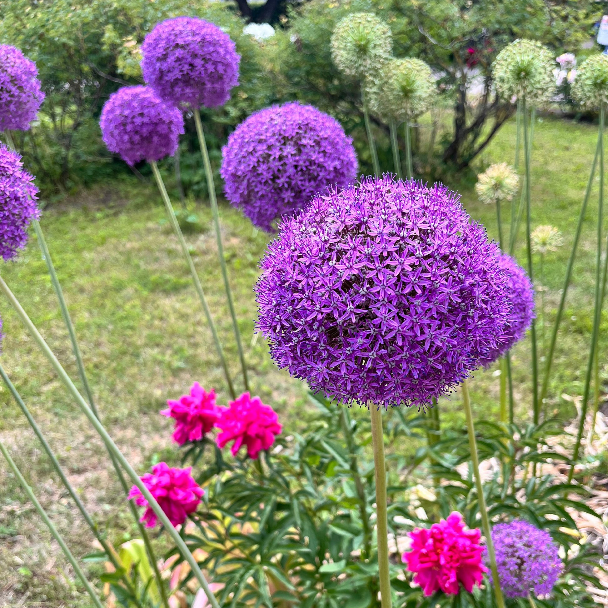 Allium gladiator - Allium Gladiator - Bulbes d'Allium