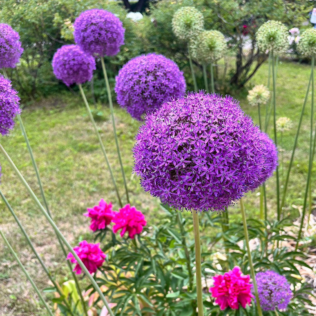 Allium Gladiator - Allium Gladiator - Bakker