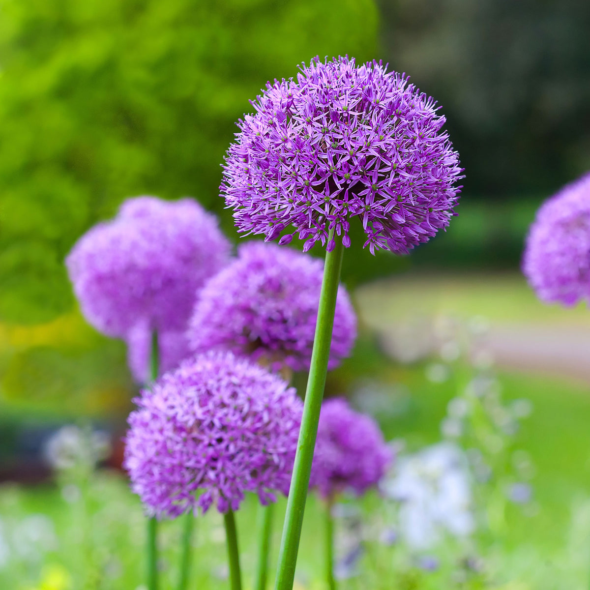 Allium Gladiator - Bakker