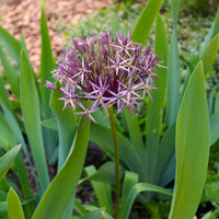 10 Alliums Christophii - Allium christophii - Bakker