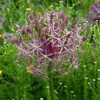 10 Alliums Christophii - Bakker