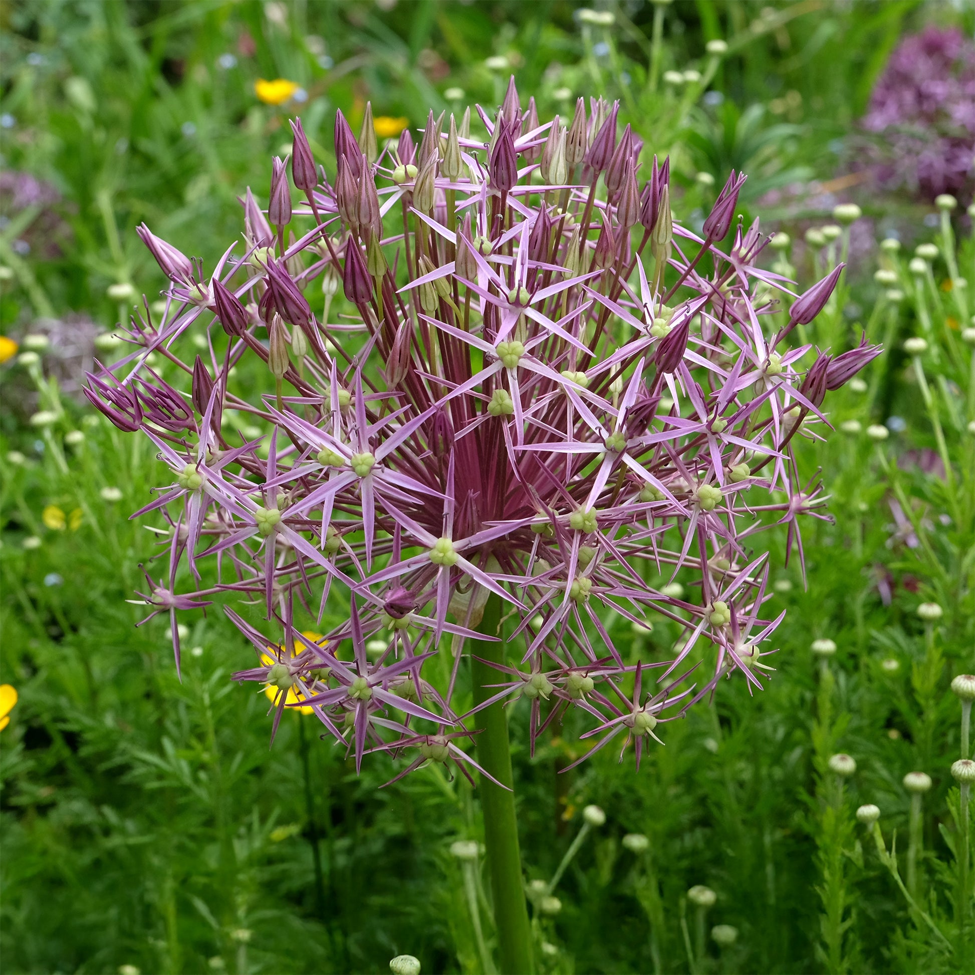 10 Alliums Christophii - Bakker