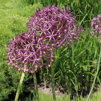 Allium christophii - 10 Alliums Christophii - Bulbes d'Allium