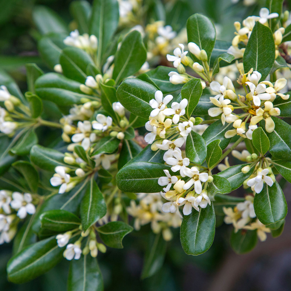 Vente Pittosporum tobira