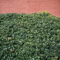 Pittosporum tobira - Pittosporum tobira - Bakker