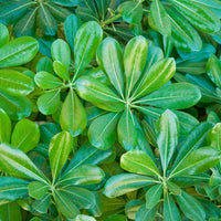 Arbustes à feuillage persistant - Pittosporum tobira - Pittosporum tobira