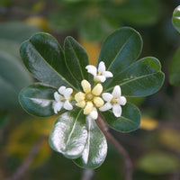 Pittosporum tobira - Pittosporum tobira - Arbustes à feuillage persistant