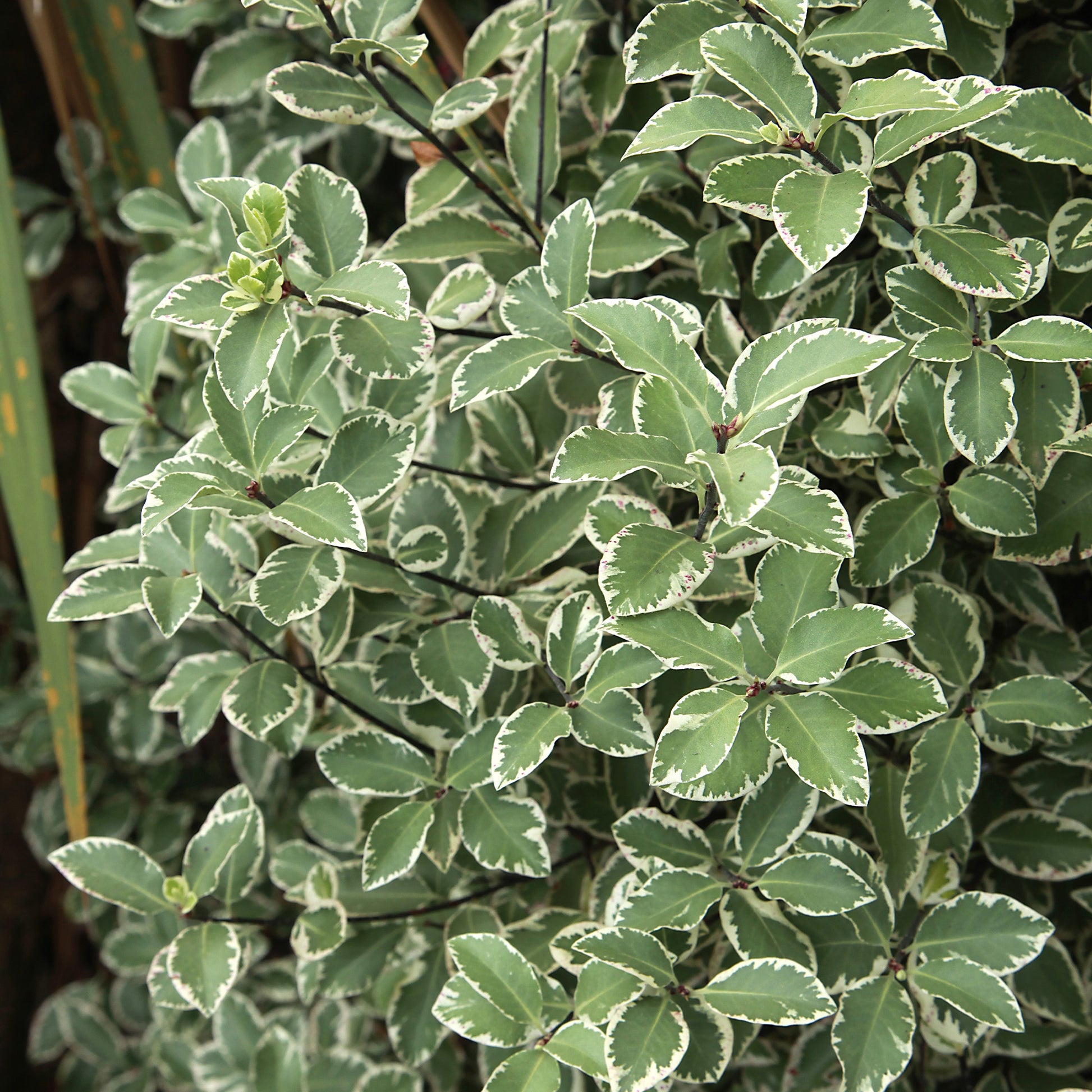 Pittosporum tenuifolium variegatum