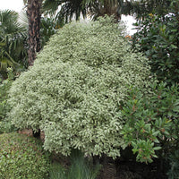 Vente Pittosporum tenuifolium variegatum - Arbustes à feuillage persistant