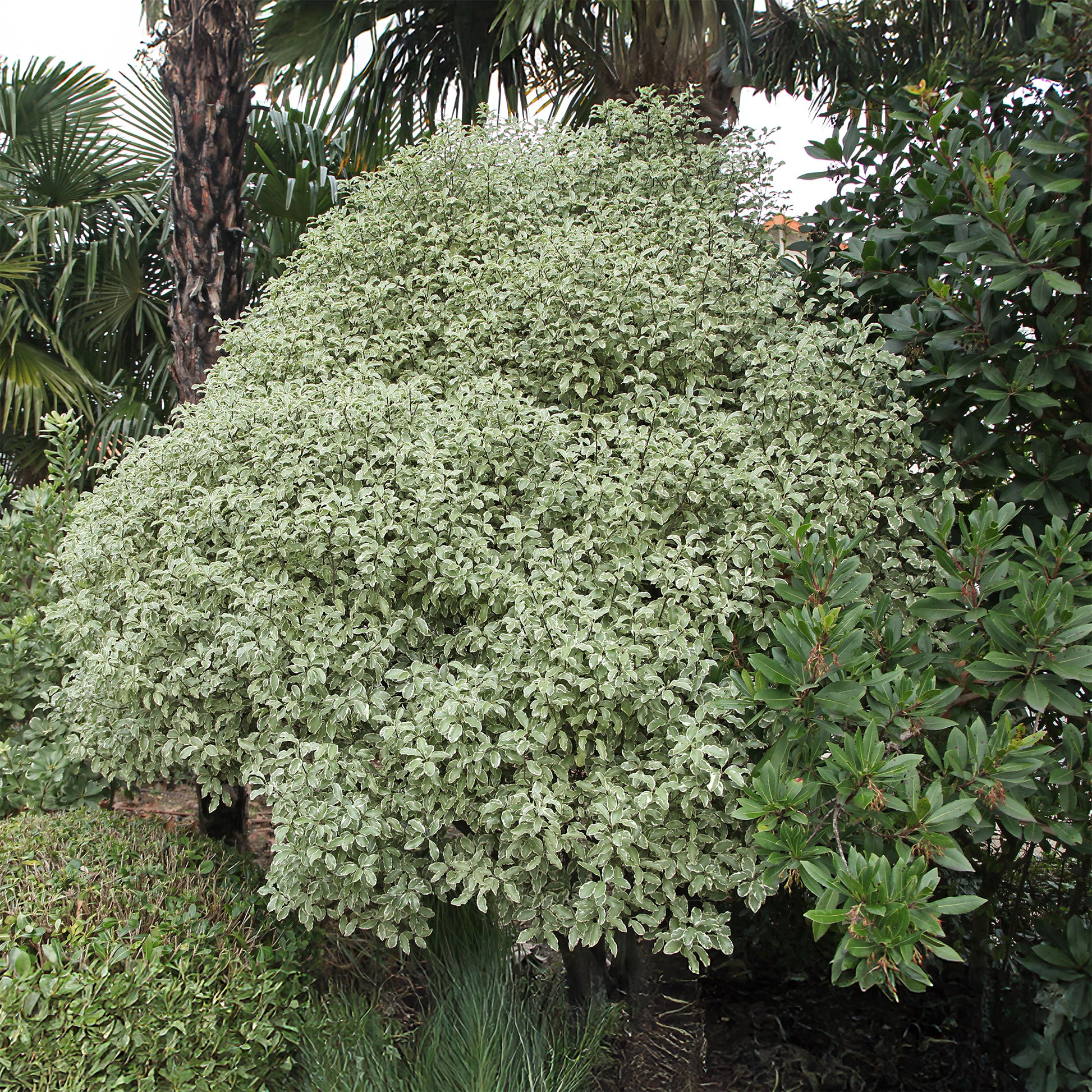 Vente Arbustes à feuillage persistant - Pittosporum tenuifolium variegatum