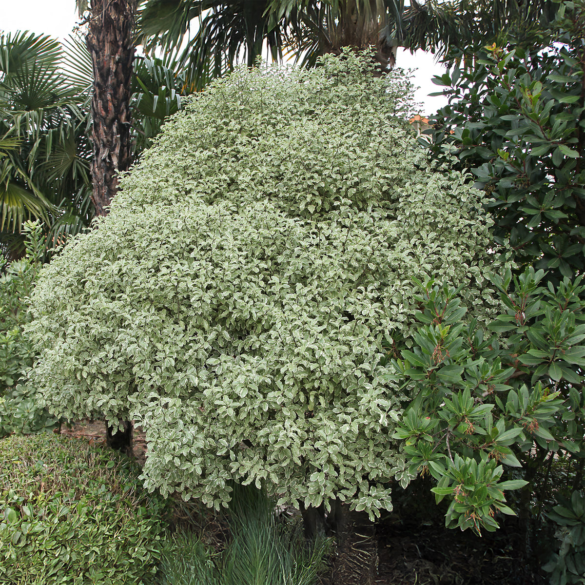 Vente Pittosporum tenuifolium variegatum - Arbustes à feuillage persistant