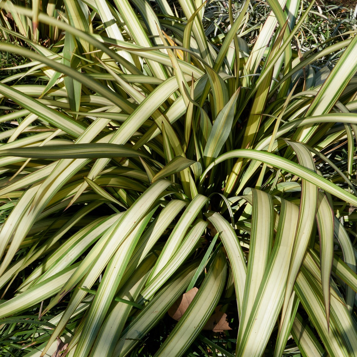 Lin de Nouvelle-Zélande tricolore - Phormium tricolor - Bakker