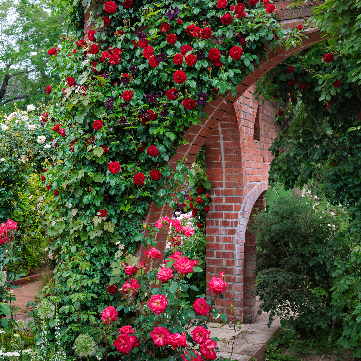 Rosa sympathie® - Rosier grimpant Sympathie® - Rosiers parfumés
