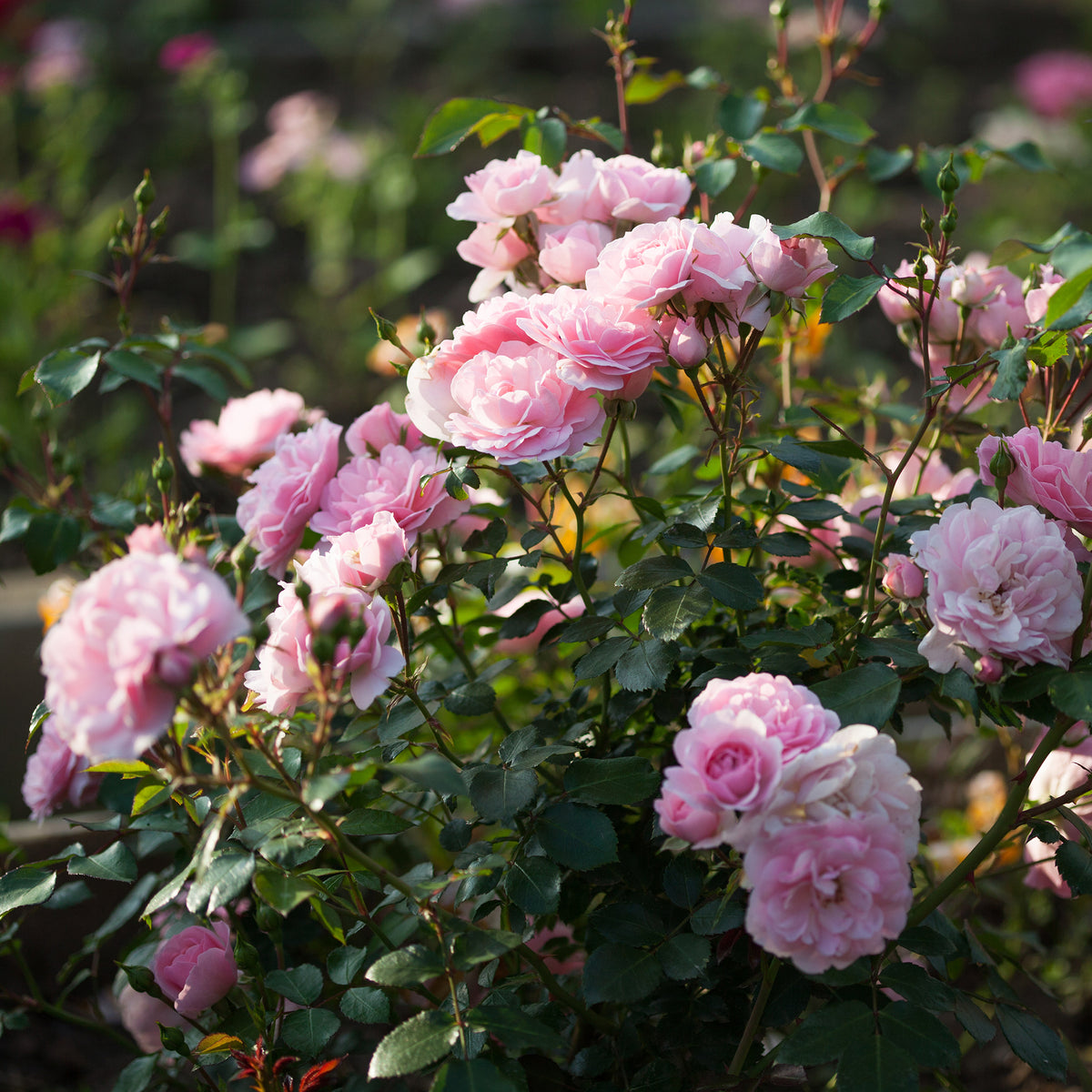 Rosier Bonica 82® - Rosa Bonica 82 ® - Bakker