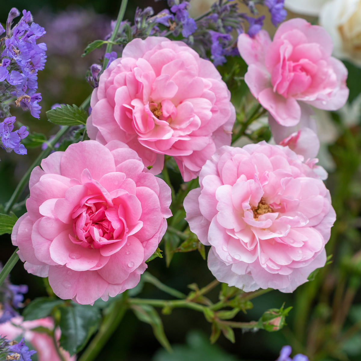 Rosiers parfumés - Rosier Bonica 82® - Rosa Bonica 82 ®