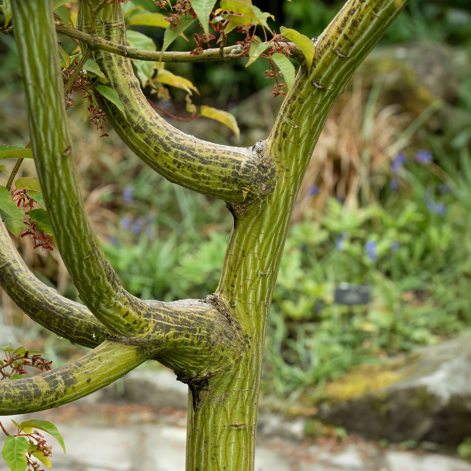 Vente Erable du père David - Acer davidii