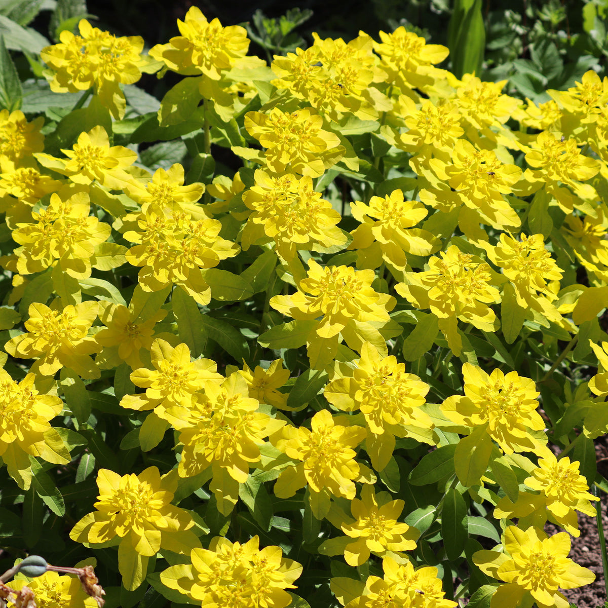 Euphorbe polychrome - Euphorbia polychroma - Bakker