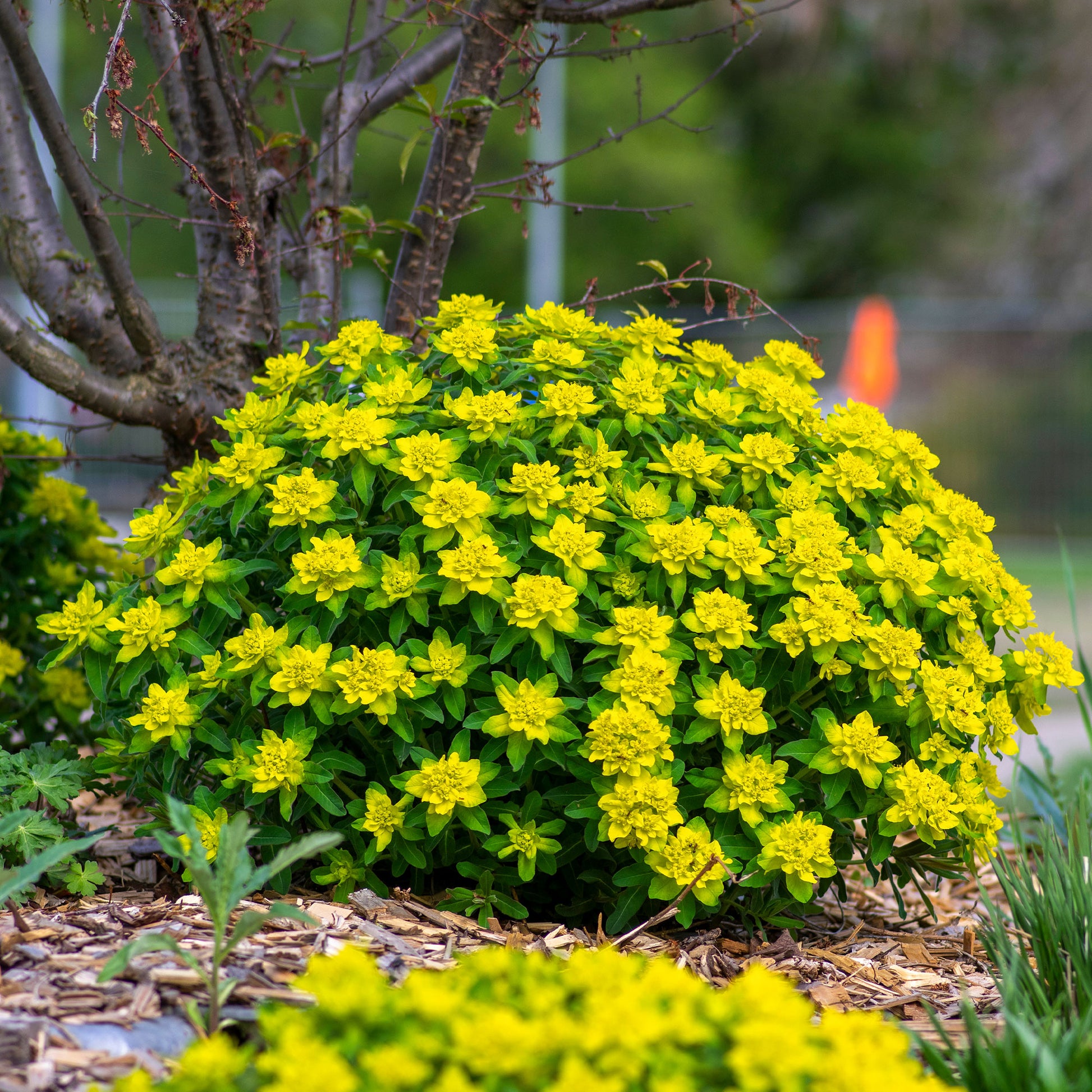 Euphorbe polychrome - Bakker