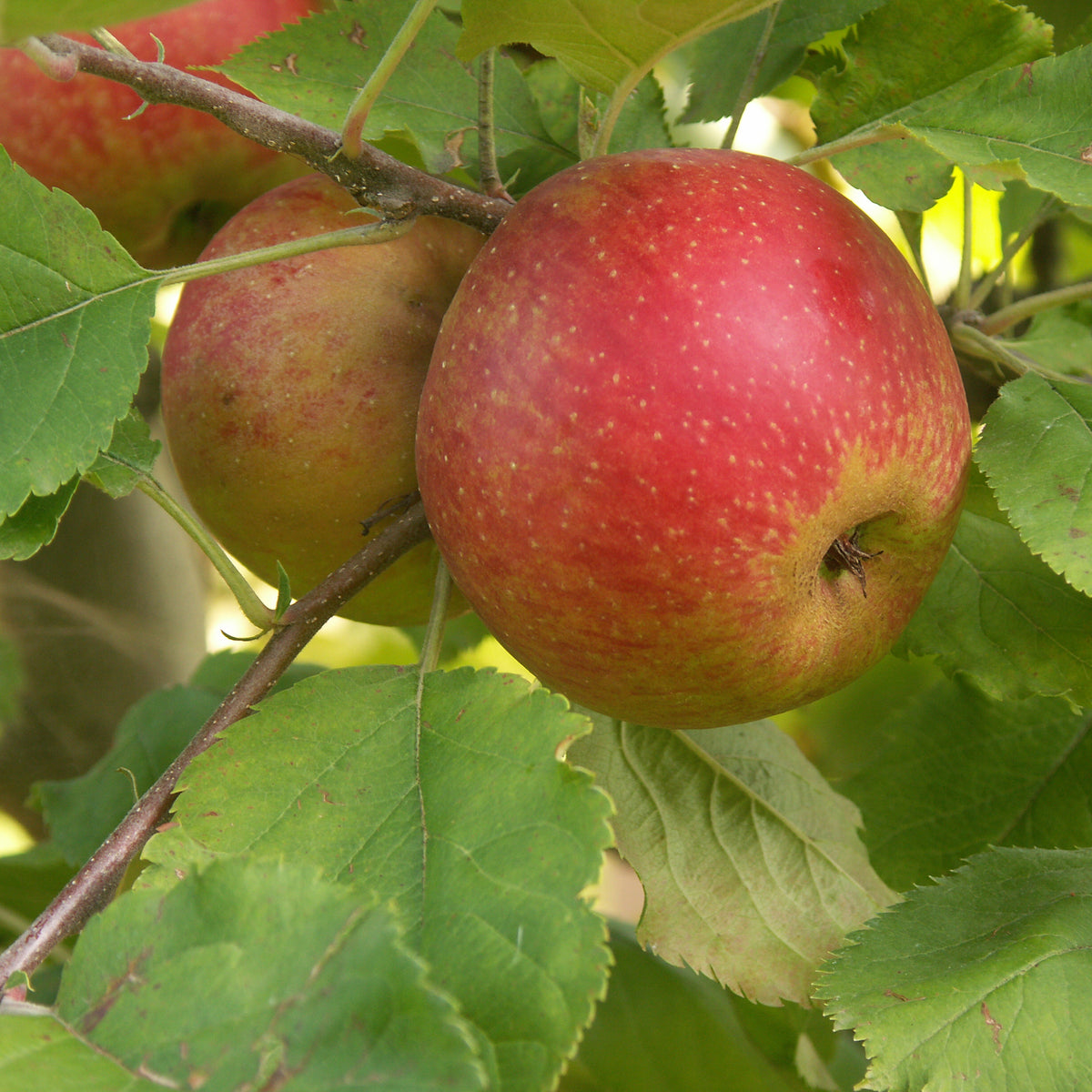 Pommier Rode Boskoop - Malus domestica Rode Boskoop - Bakker