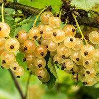 Groseiller Witte Hollander - Ribes rubrum 'witte hollander' - Fruitiers