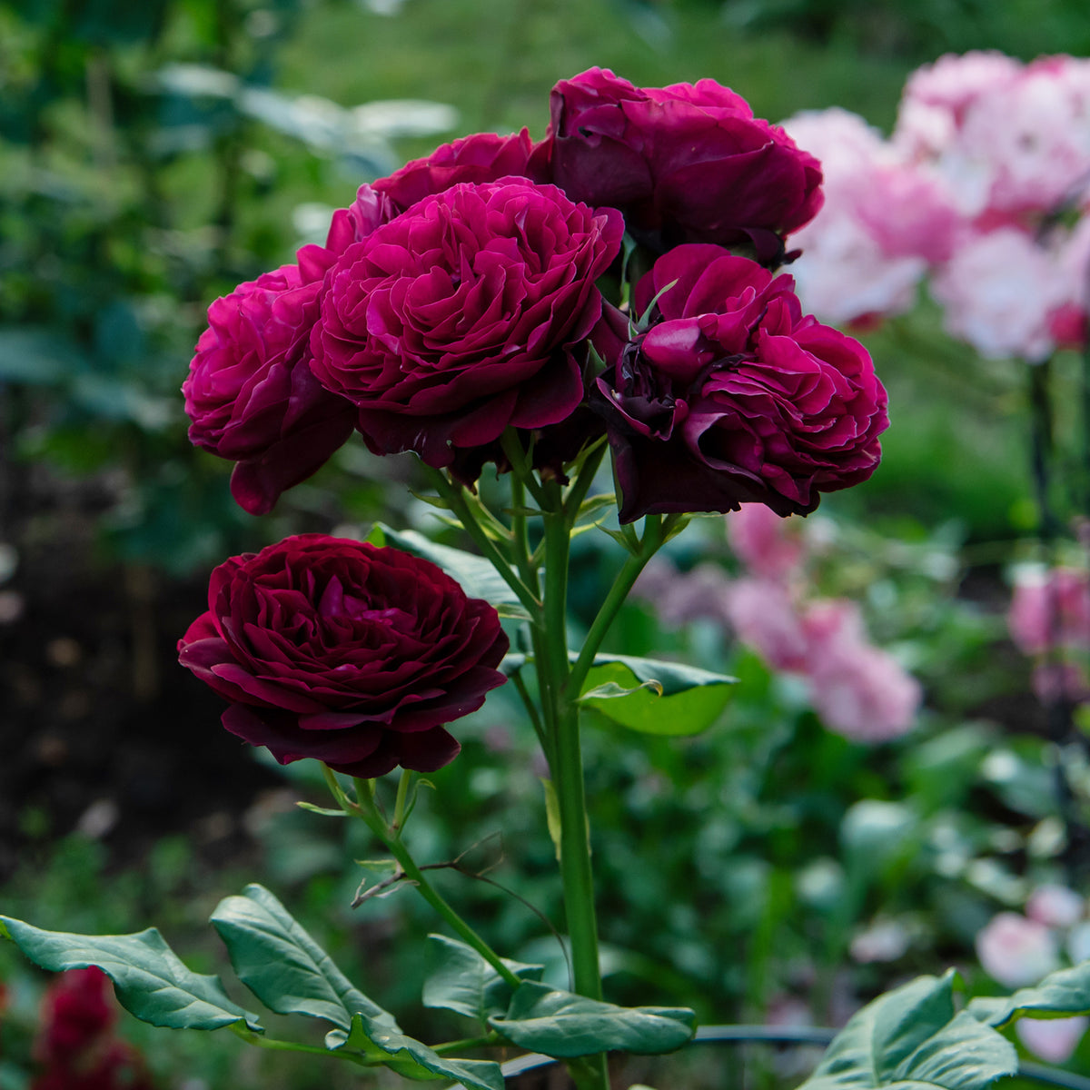 Rosa astrid gräfin von hardenberg ® - Rosier  Astrid Gräfin von Hardenberg ® - Rosiers parfumés