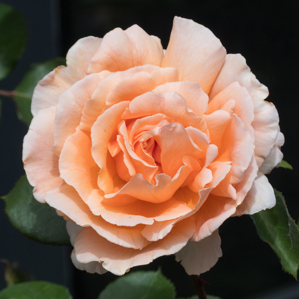 Rosa just joey ® - Rosier  Just Joey ® - Rosiers parfumés