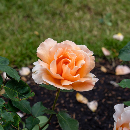 Rosier  Just Joey ® - Bakker