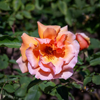 Rosa just joey ® - Rosier  Just Joey ® - Rosiers parfumés