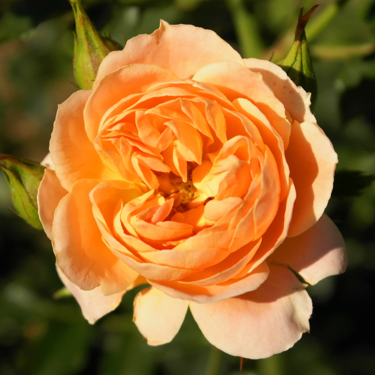 Rosiers - Rosier  Sweet Dream ® - Rosa sweet dream ®