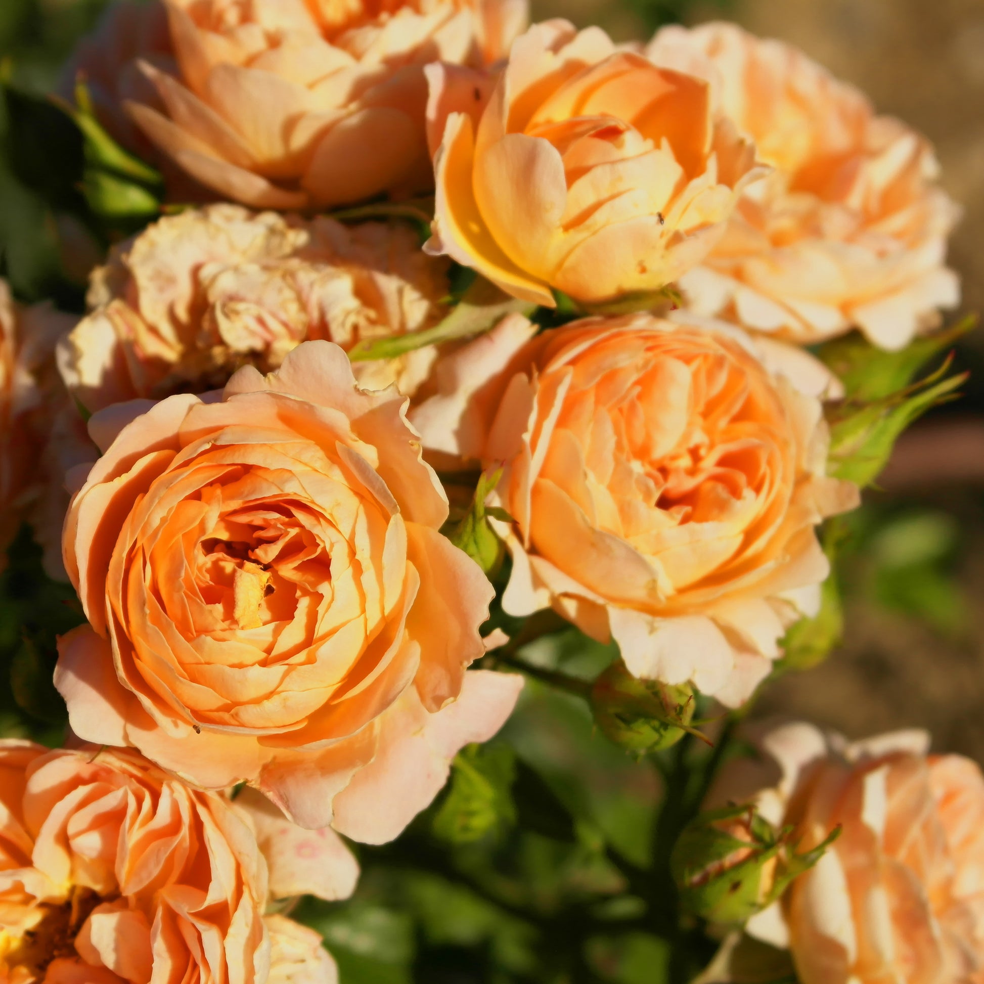 Rosier  Sweet Dream ® - Bakker