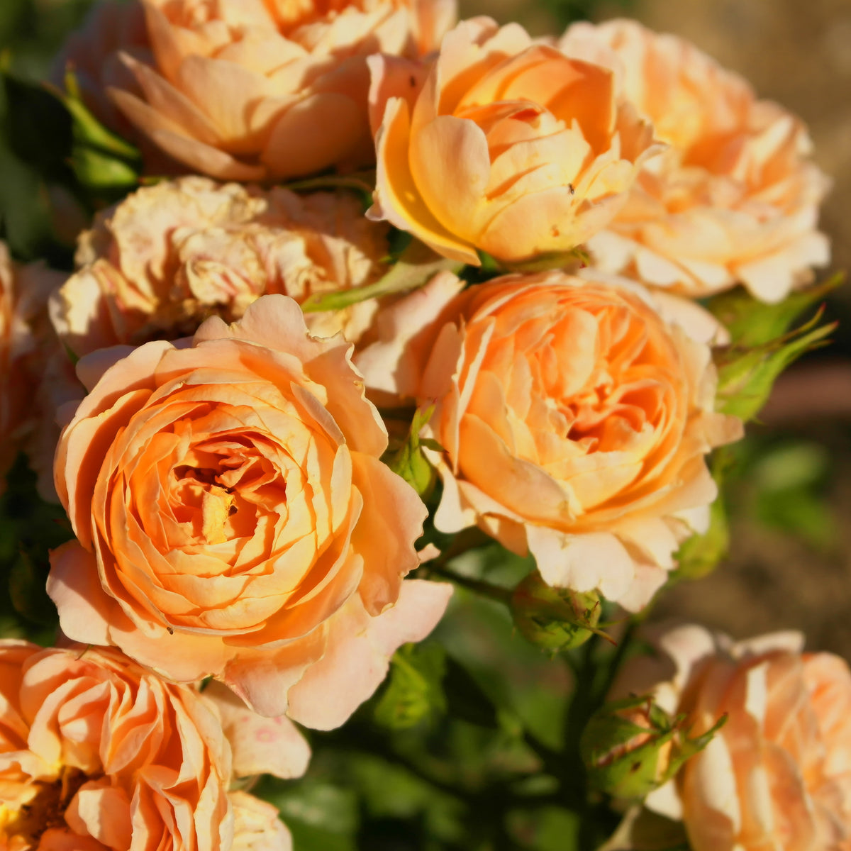 Rosier  Sweet Dream ® - Bakker