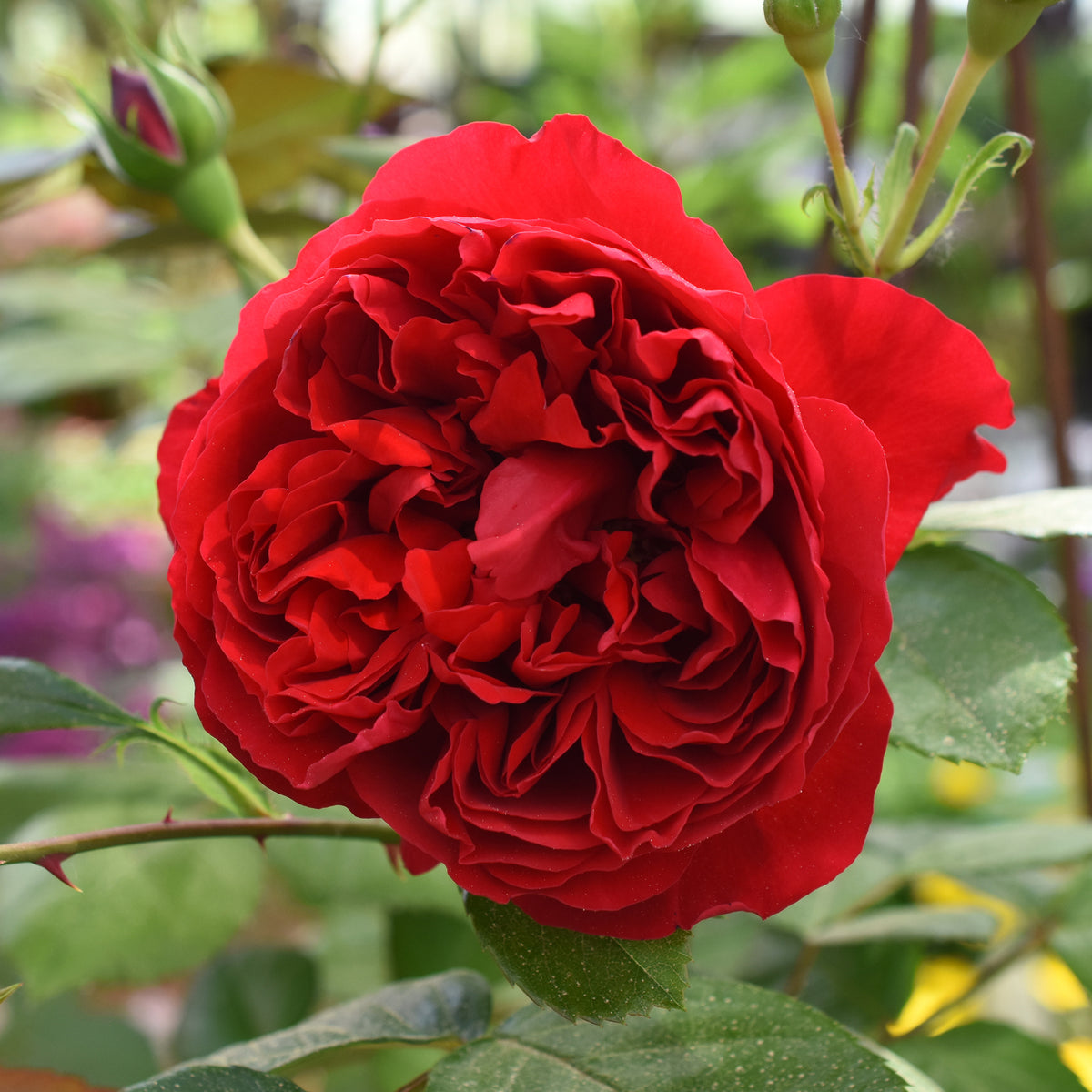 Rosier grimpant Florentina ® - Bakker