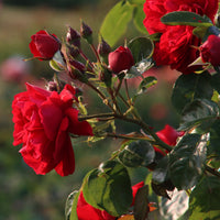 Rosa Florentina ® - Rosier grimpant Florentina ® - Rosiers grimpants