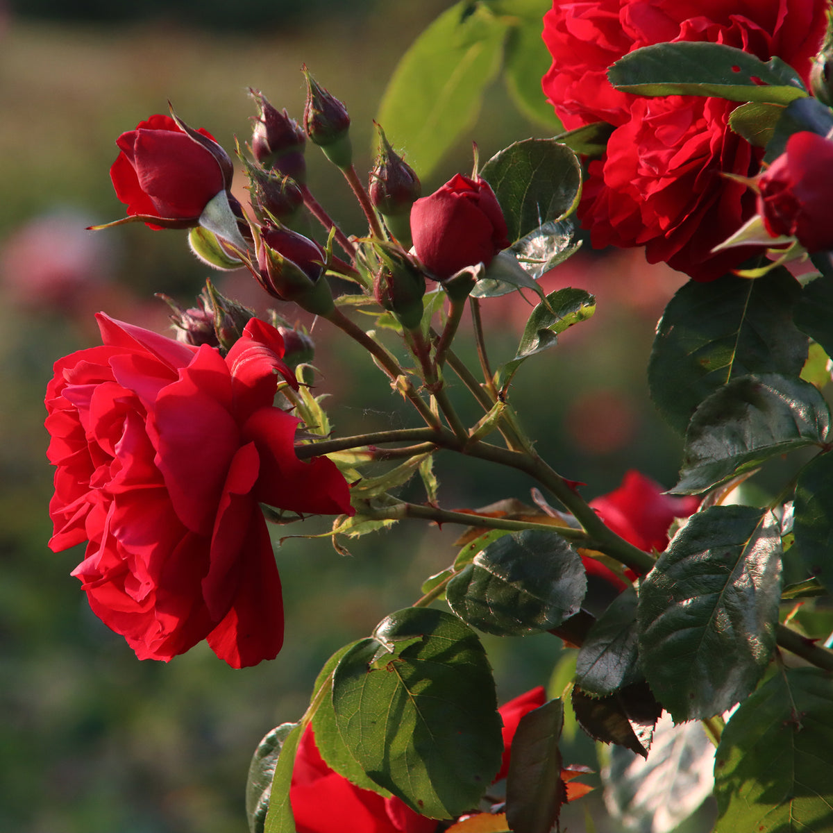 Rosa Florentina ® - Rosier grimpant Florentina ® - Rosiers grimpants