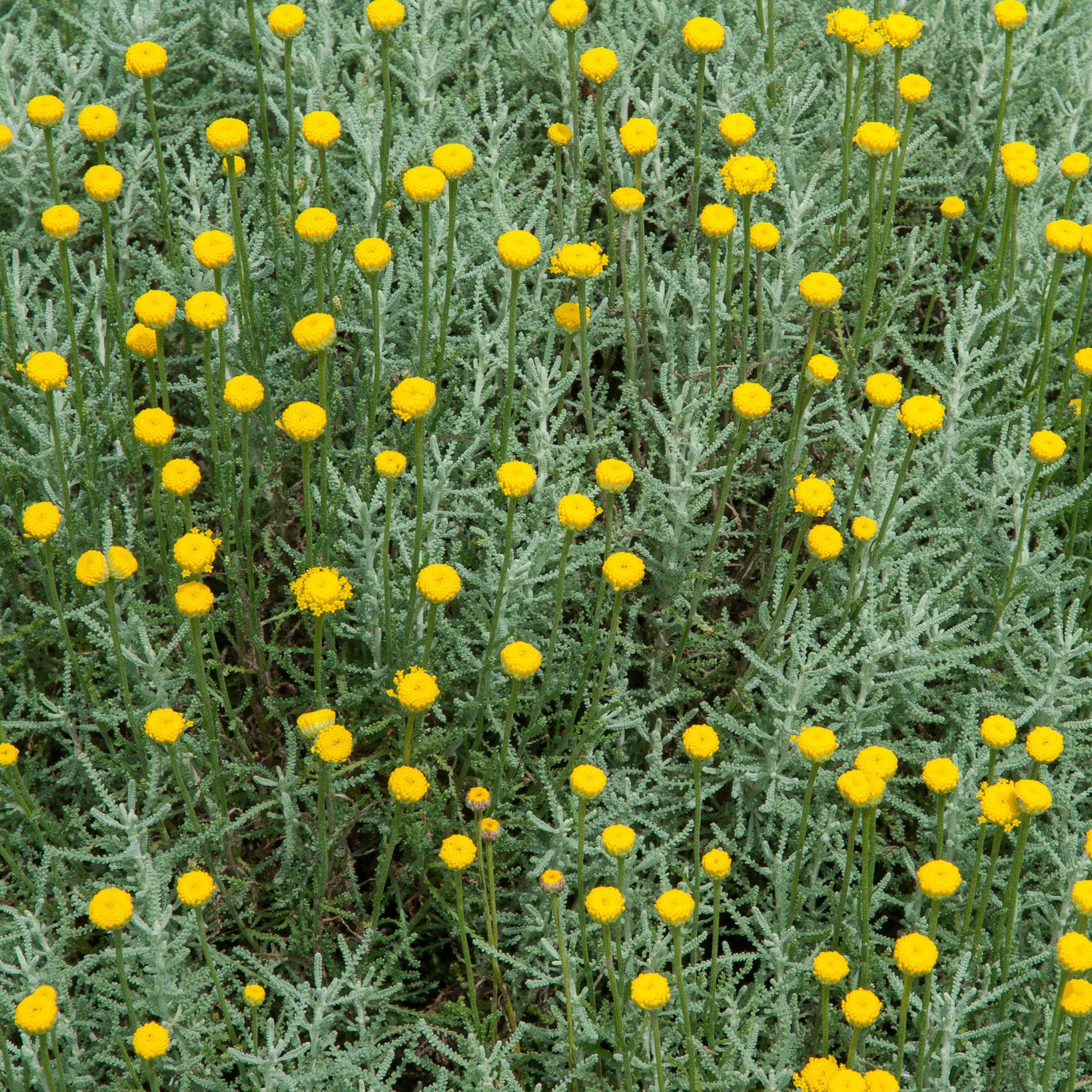 Santolina chamaecyparissus - Santoline argentée - Plantes vivaces