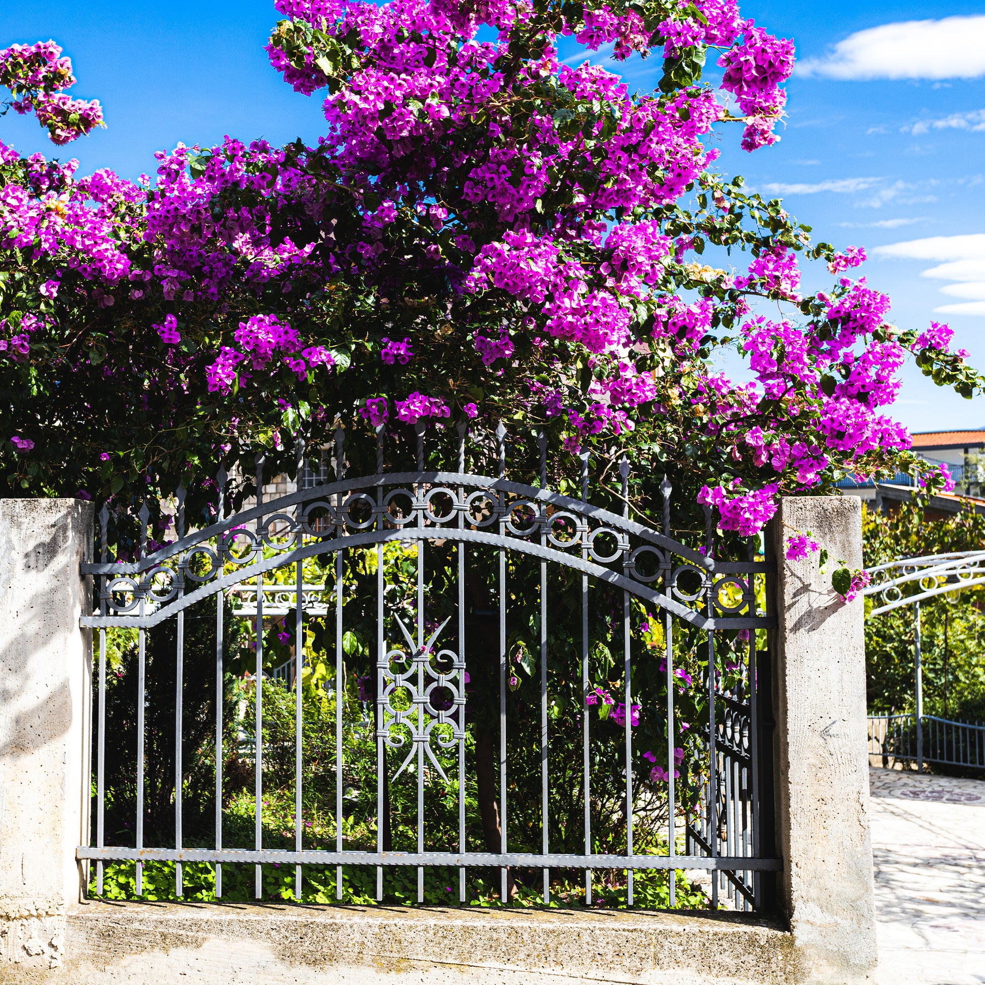 Bougainvillea 'violet de mèze' - Bougainvillier rustique Violet de Mèze - Bougainvillier