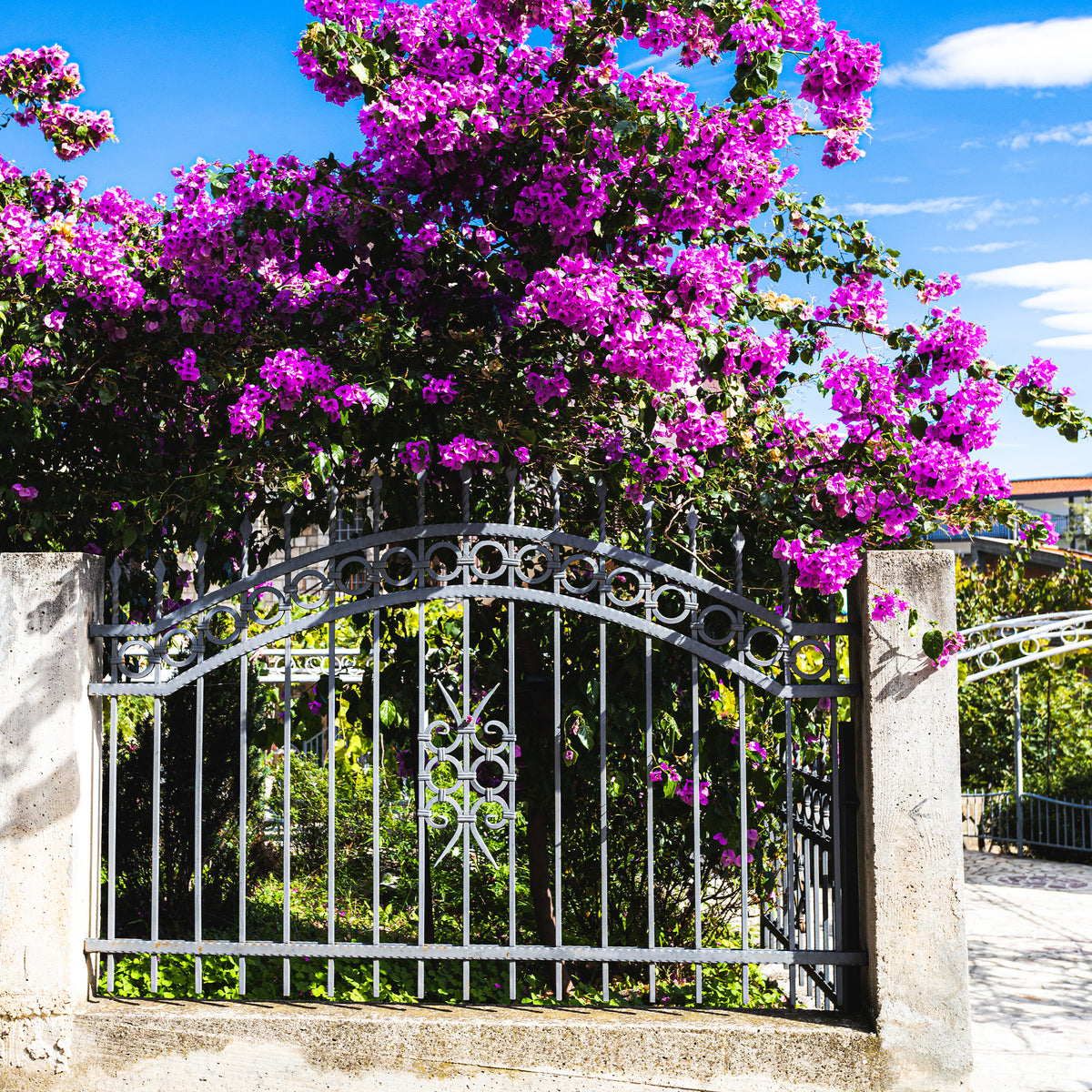 Bougainvillea Violet de Mèze - Bougainvillier rustique Violet de Mèze - Bougainvillier