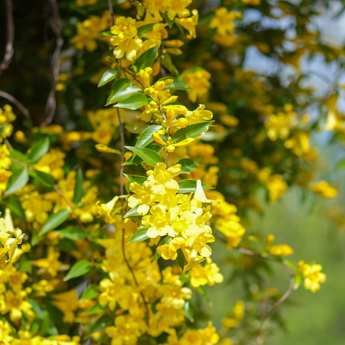 Gelsemium sempervirens - Gelsemium sempervirens - Plantes grimpantes